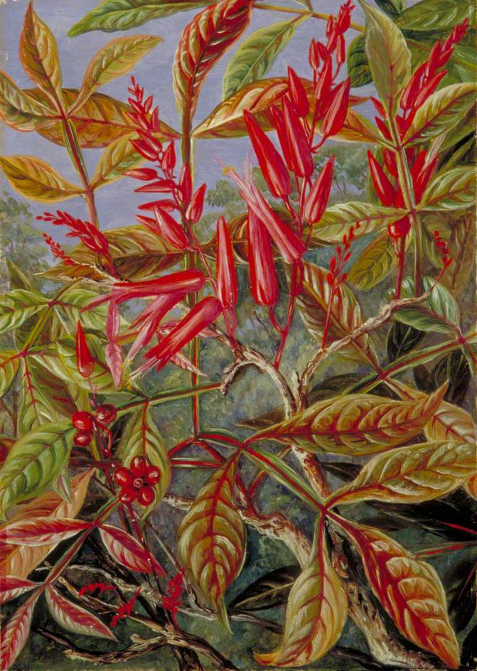 Bitter Wood in Flower and Fruit, Painted at Sarawak, Borneo Art UK