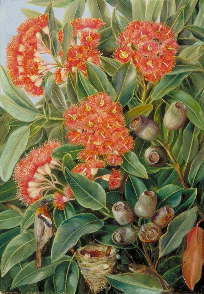 Flowers and Seed-Vessels of a West Australian Gum Tree and Honeysuckers ...