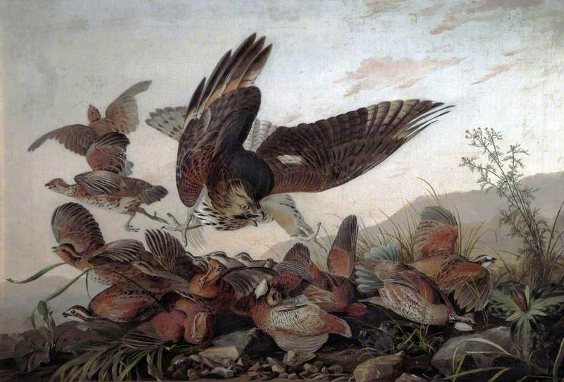 Hawk Attacking Partridges