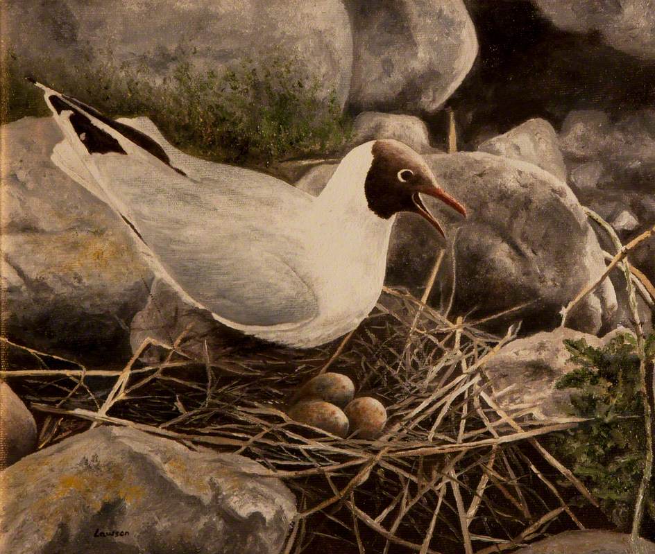 White, Black-Headed Bird