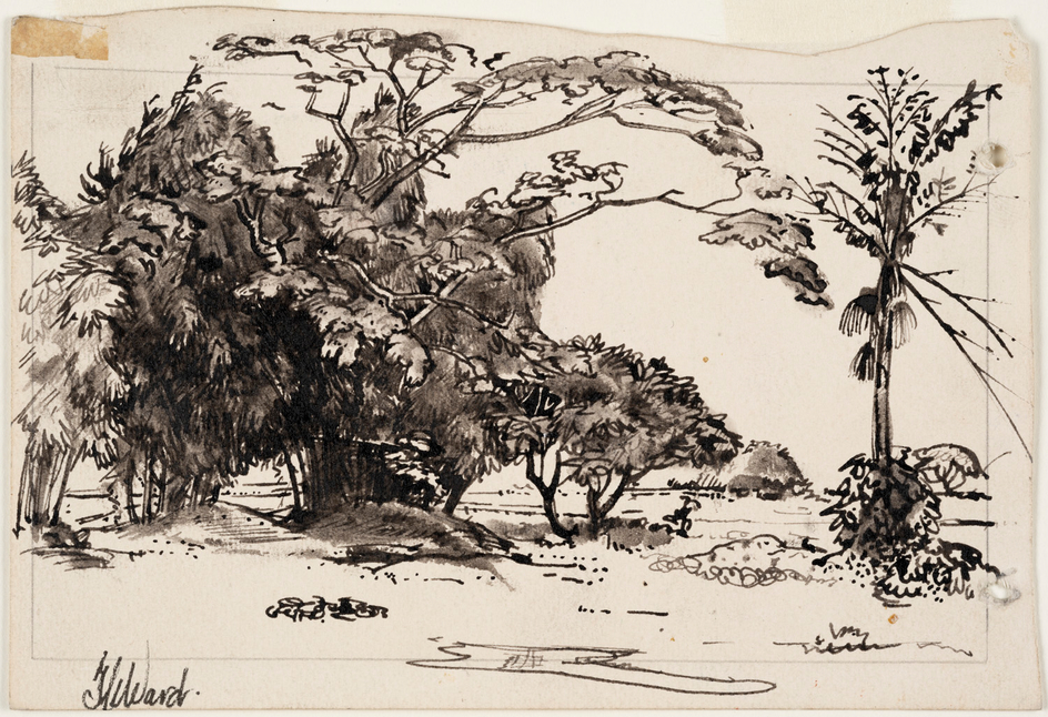 Tree and Shrubs