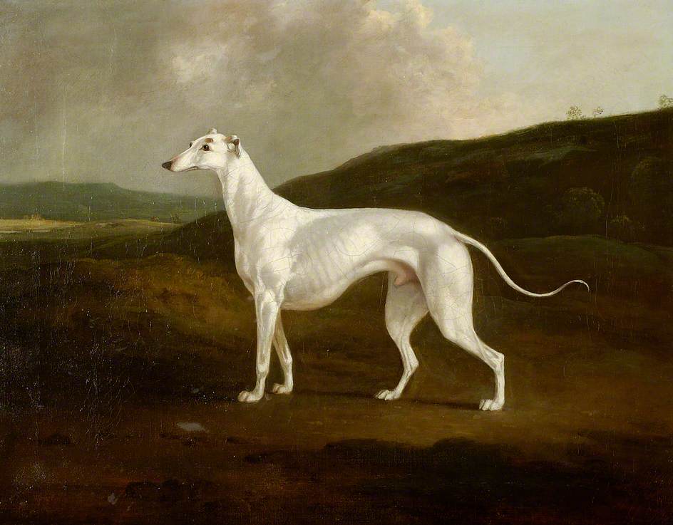 A Greyhound in a Landscape