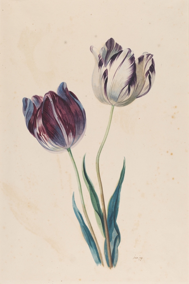 Study of a Tulip