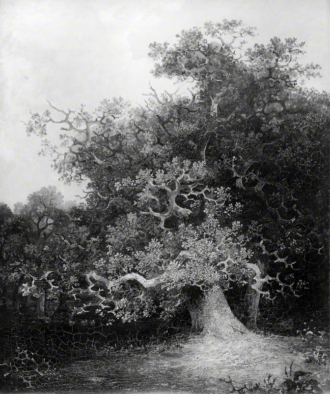 Forest Scene with Oak Trees