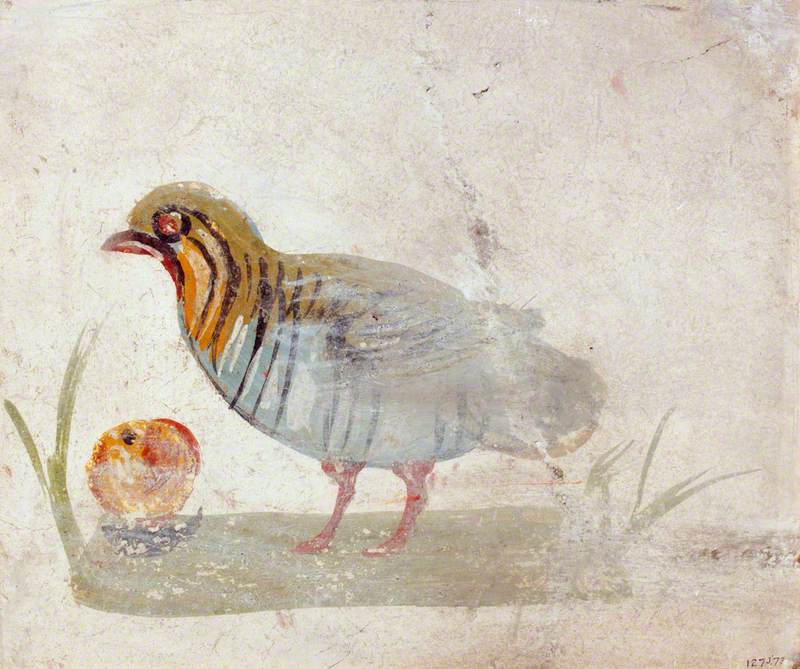 Bird Standing on the Ground with Fruit