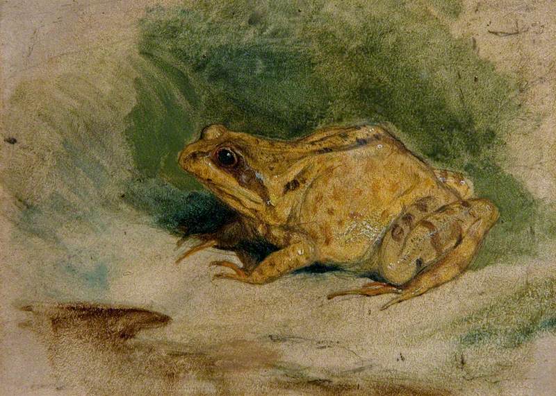 Study of a Frog