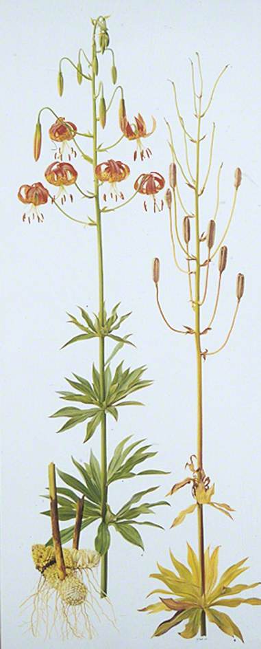 Lilium pardalinum