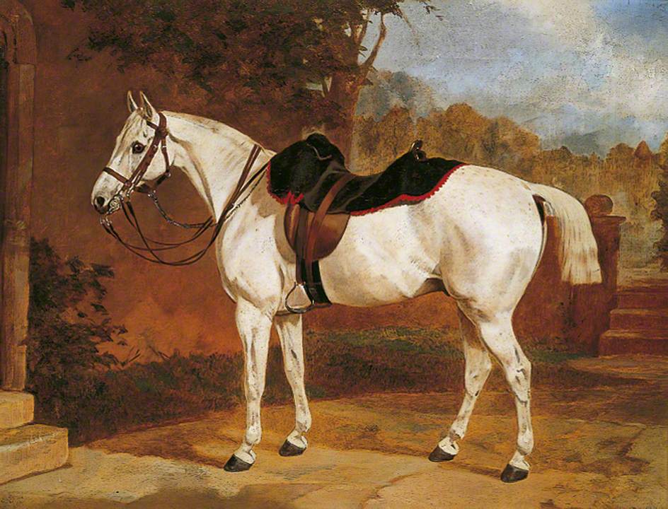 'Ali', Portrait of a Horse