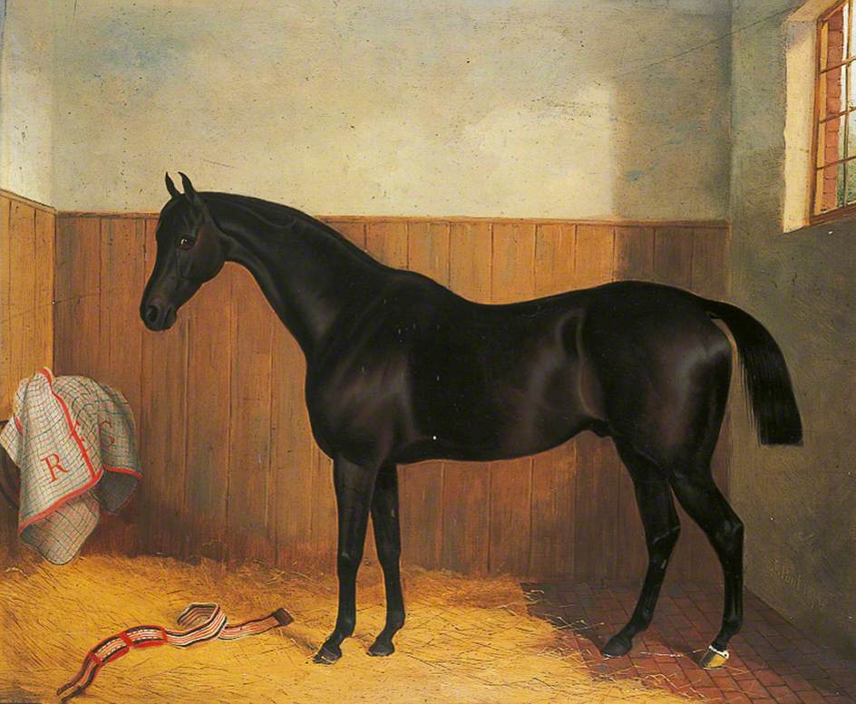 'Tommy', Portrait of a Horse