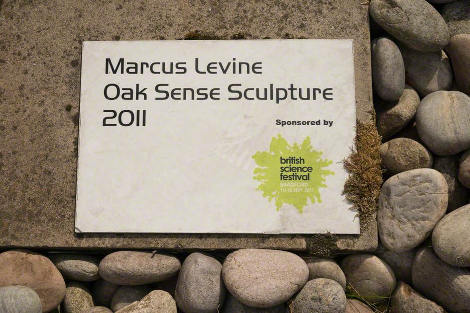 Sensory Oak Sculpture